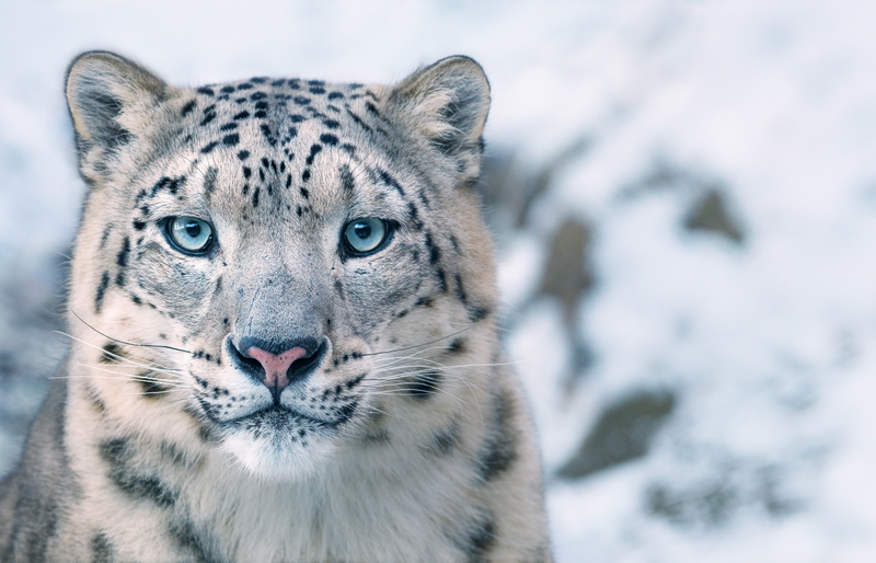 Image: Tim Flach